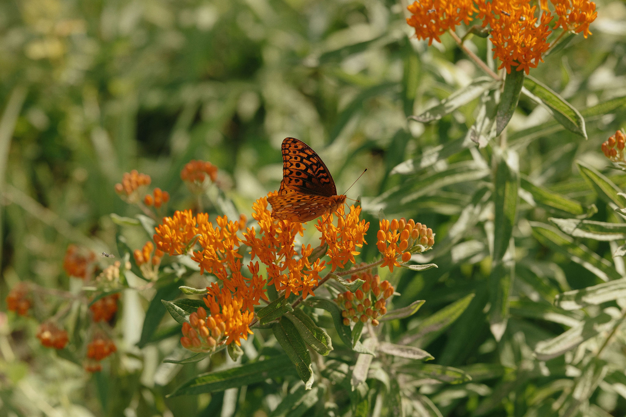 butterfly landing on flowers