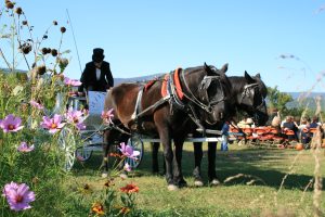 horse drawn carriage