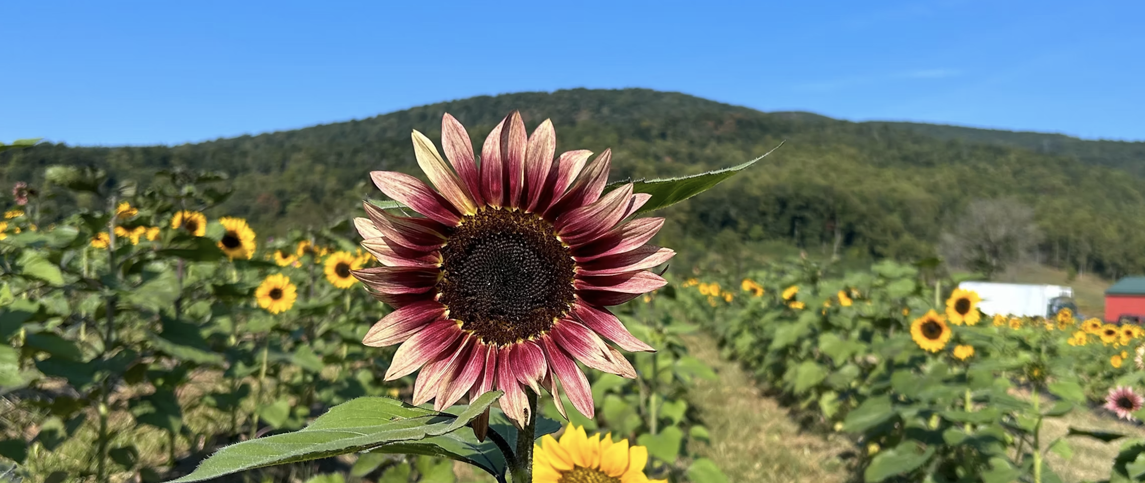 Sunflower field in front of mountains