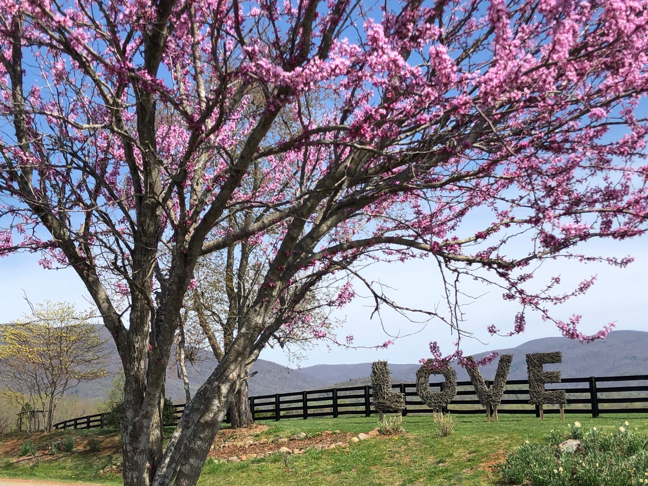 tree with spring blooms