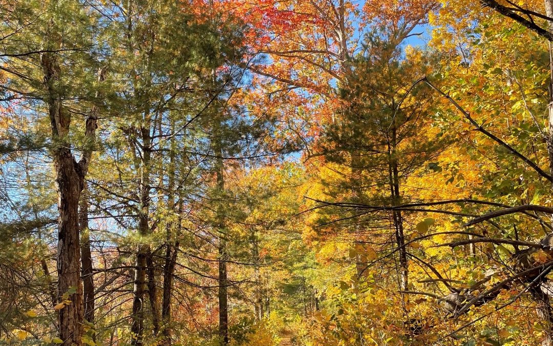 Your Guide To A Relaxing Fall Getaway at Montfair