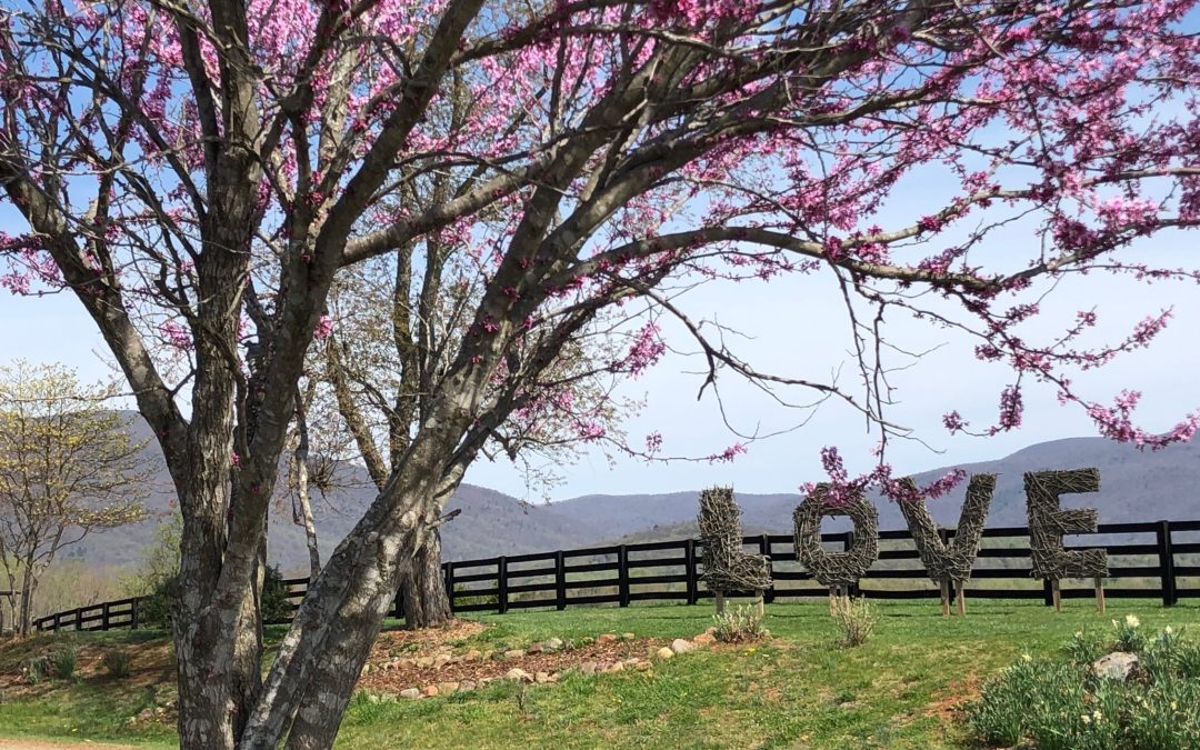 A Spring Break Destination for Nature Lovers: Montfair Resort Farm